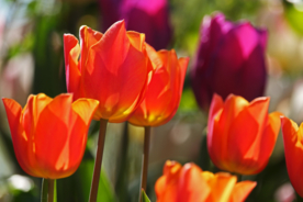 郁金香唯美图片