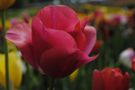 郁金香唯美图片