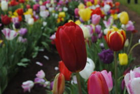 郁金香唯美图片