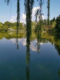 湖边垂柳