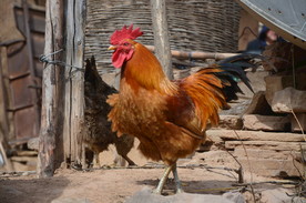 雄赳赳、气昂昂