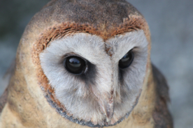 猫头鹰呆萌图片