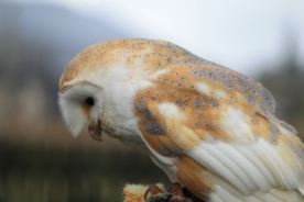 猫头鹰呆萌图片