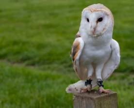 猫头鹰呆萌图片