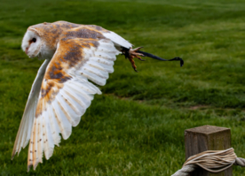 猫头鹰呆萌图片