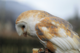 猫头鹰呆萌图片