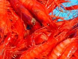 小龙虾大龙虾图片