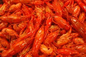 小龙虾大龙虾图片