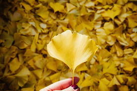 秋叶落叶树叶图片