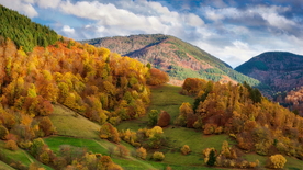 秋叶落叶红叶绿叶图片