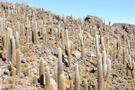 盐湖盐沼盐池盐块风景图片
