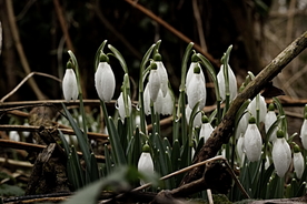 雪花莲芬芳图片