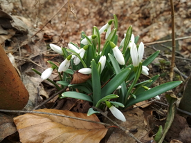 雪花莲芬芳图片