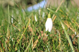 雪花莲芬芳图片