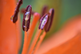 露水露珠水滴水珠图片