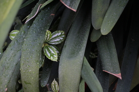 露水露珠水滴水珠图片