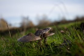 露水露珠水滴水珠图片