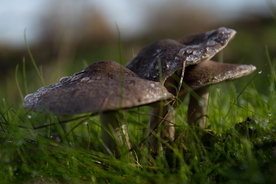 露水露珠水滴水珠图片