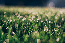 露水露珠水滴水珠图片