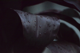 露水露珠水滴水珠图片