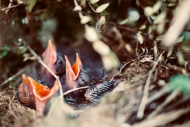 雏鸟小鸟哺育待哺图片