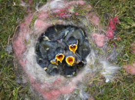 雏鸟小鸟哺育待哺图片