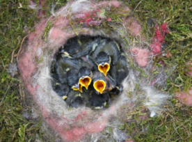 雏鸟小鸟哺育待哺图片