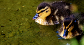 鸭子小鸭子水中鸭子图片