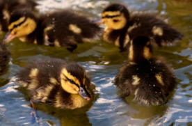 鸭子小鸭子水中鸭子图片