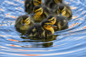 鸭子小鸭子水中鸭子图片