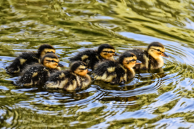 鸭子小鸭子水中鸭子图片