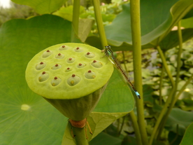 莲蓬与蜻蜓