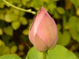 荷花蜻蜓