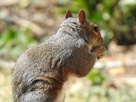 松鼠