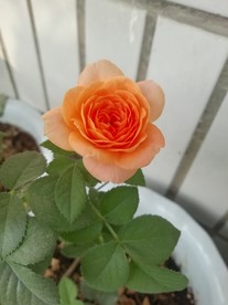 一枝橙色玖瑰花