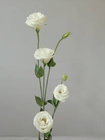 一束花白玖瑰花