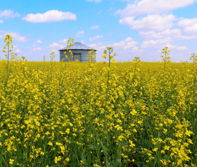 油菜花菜籽花图片