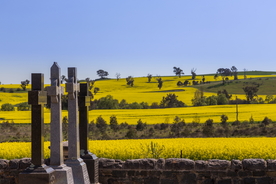 油菜花菜籽花图片