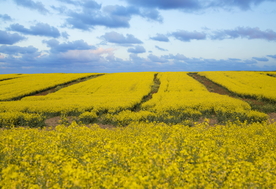 油菜花菜籽花图片