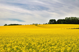 油菜花菜籽花图片