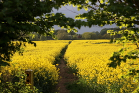 油菜花菜籽花图片