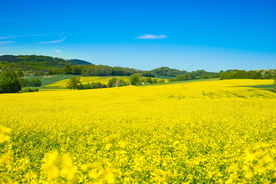 油菜花菜籽花图片