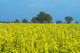 油菜花菜籽花图片