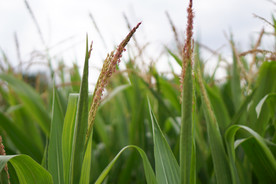 玉米杆玉米穗玉米地田园图片