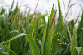 玉米杆玉米穗玉米地田园图片