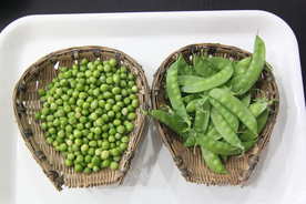 豌豆