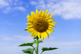 向日葵花太阳花图片