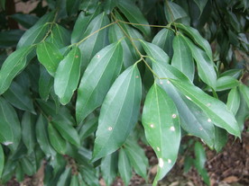 阴香叶子