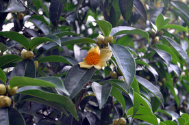 长柄石笔木花朵