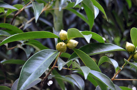 长柄石笔木花苞